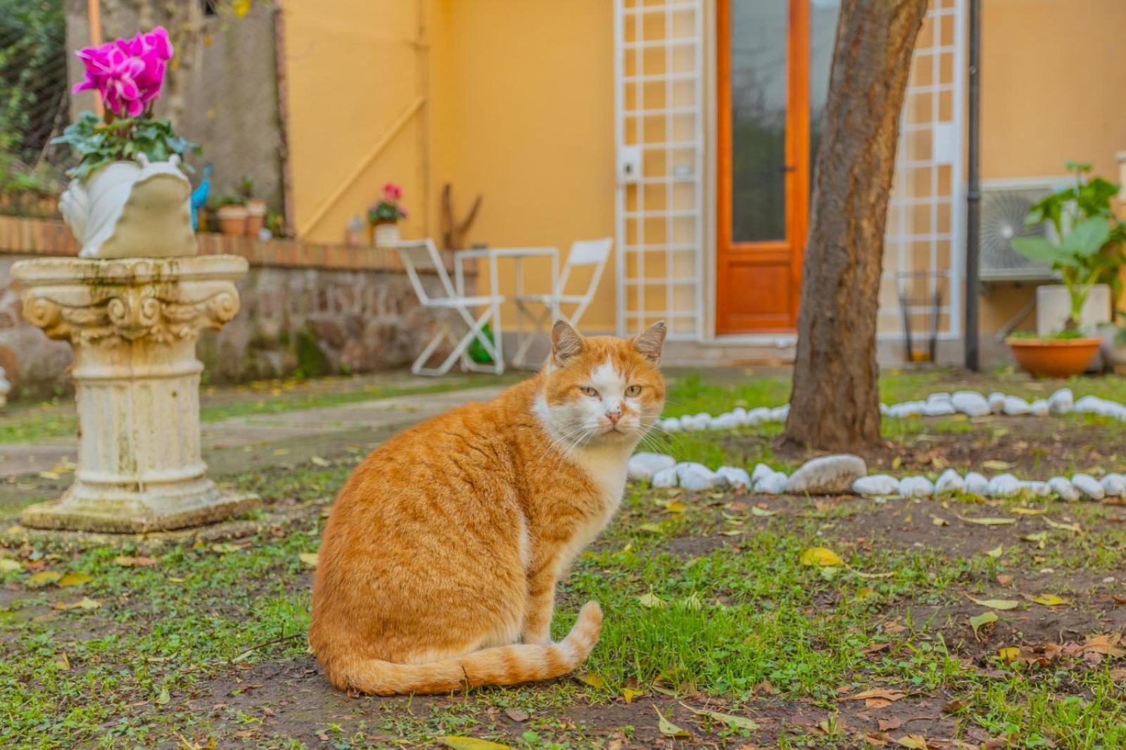 Villa Gatta ローマ エクステリア 写真